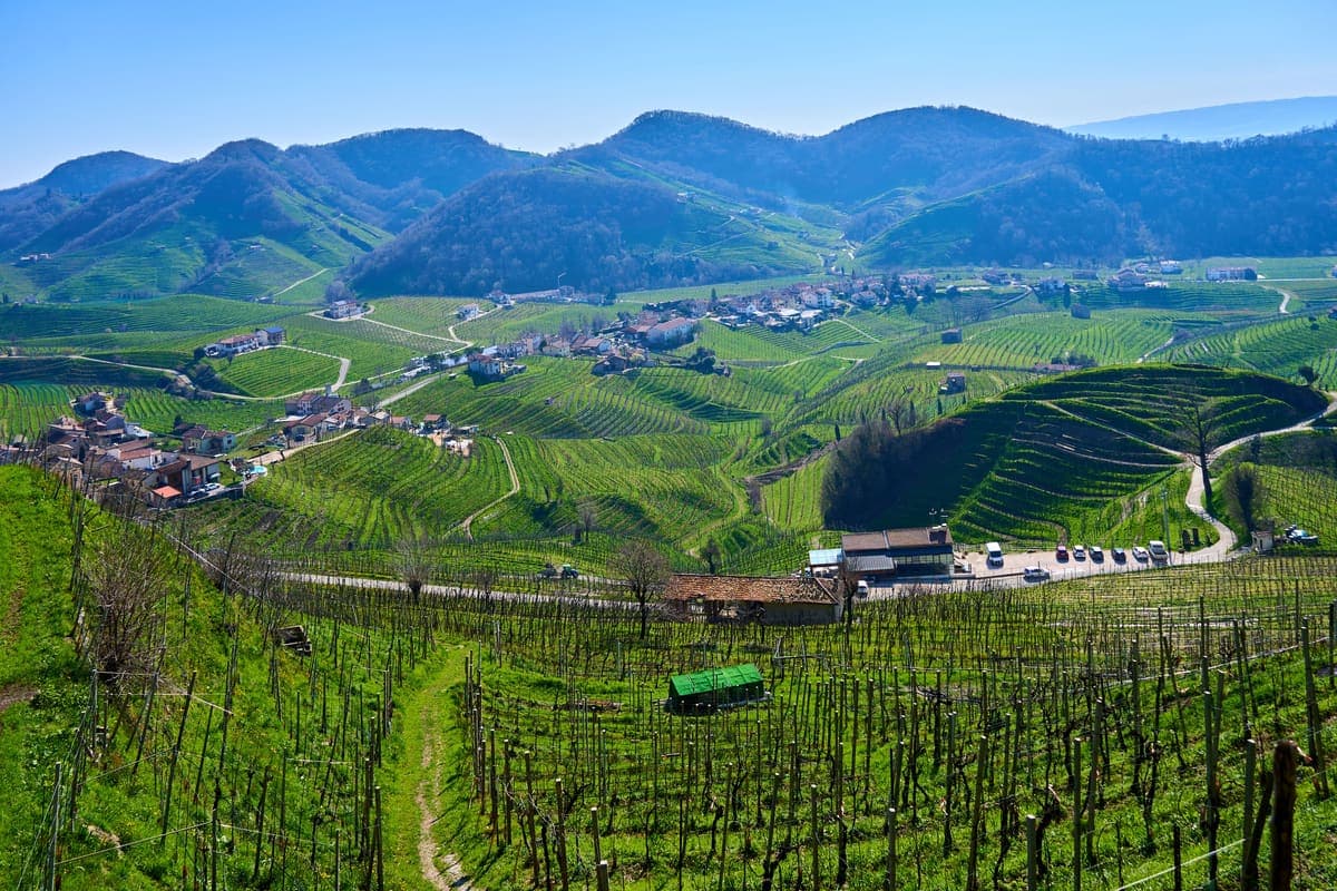 Vigneti di Fiano di Avellino al tramonto
